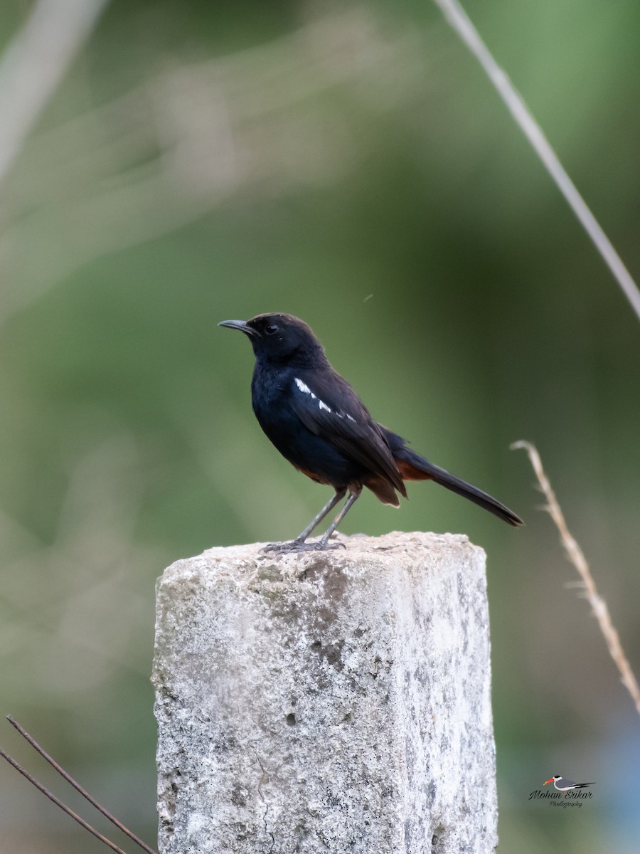 Indian Robin - Mohan Srikar