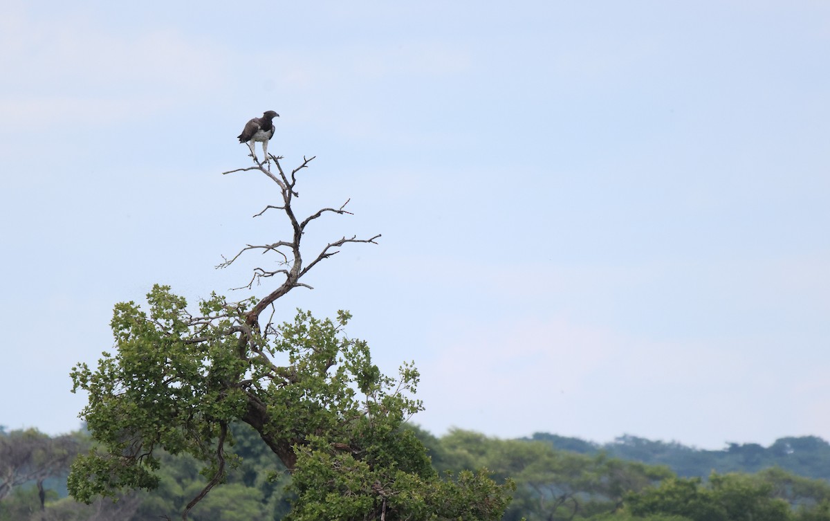 Martial Eagle - ML620486028