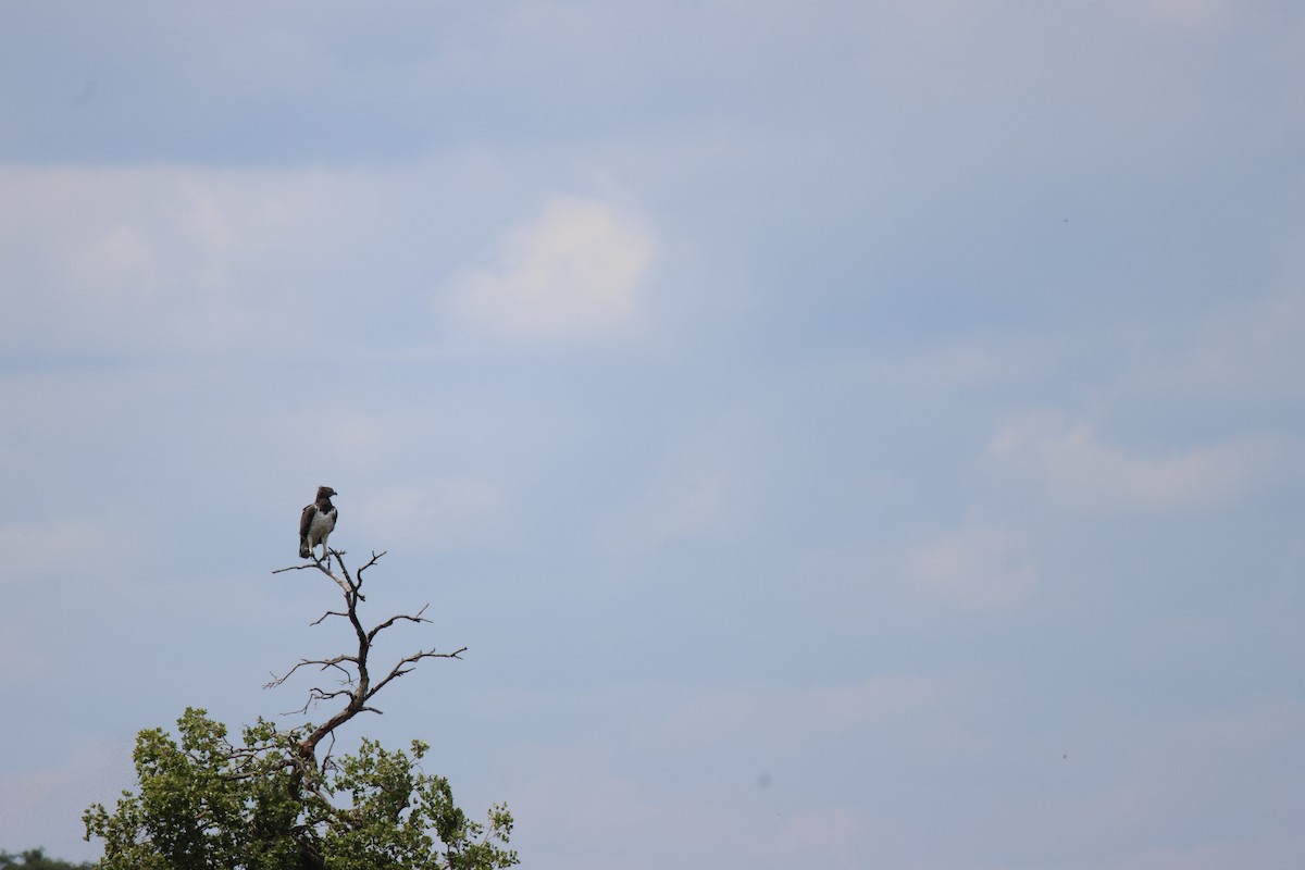 Martial Eagle - ML620486030