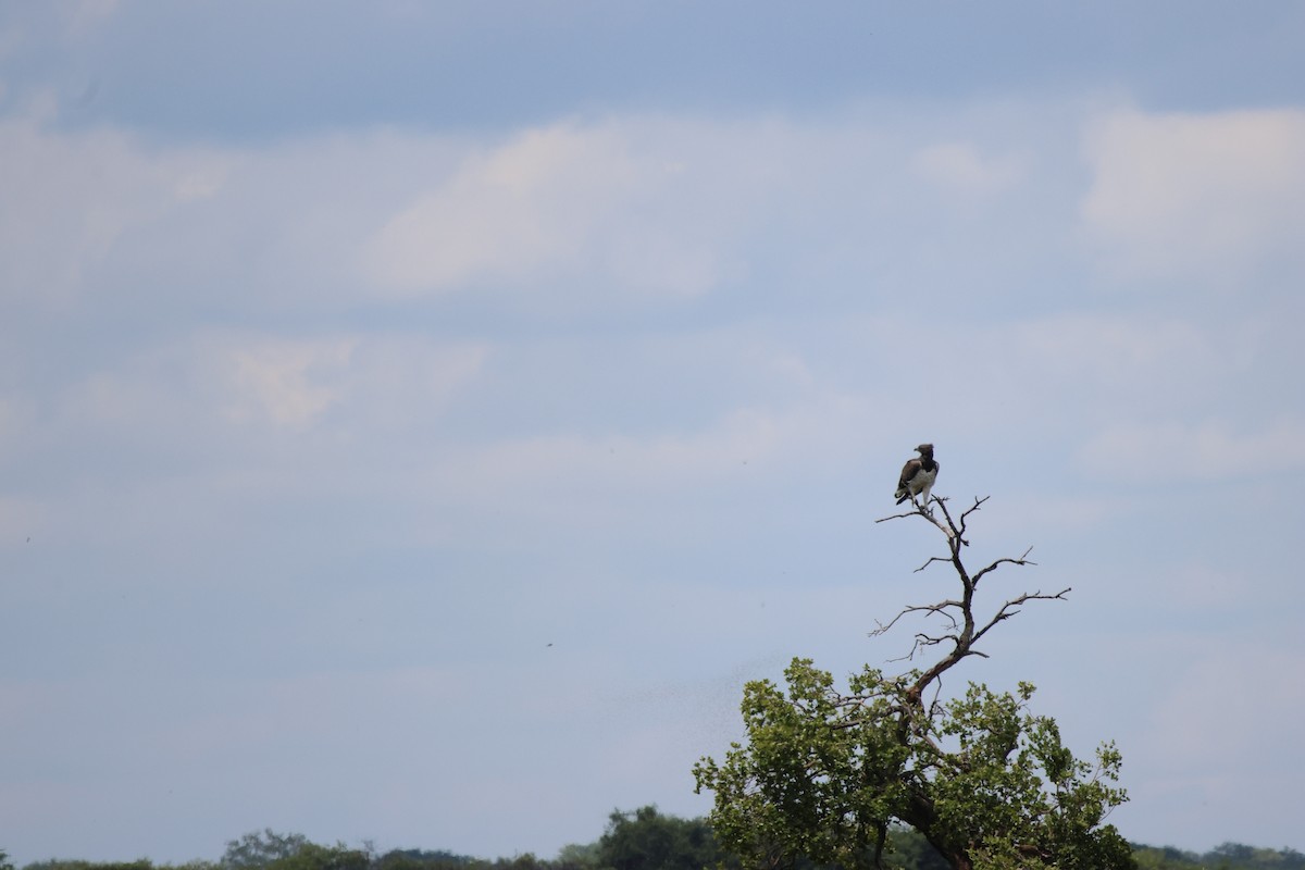 Martial Eagle - ML620486033