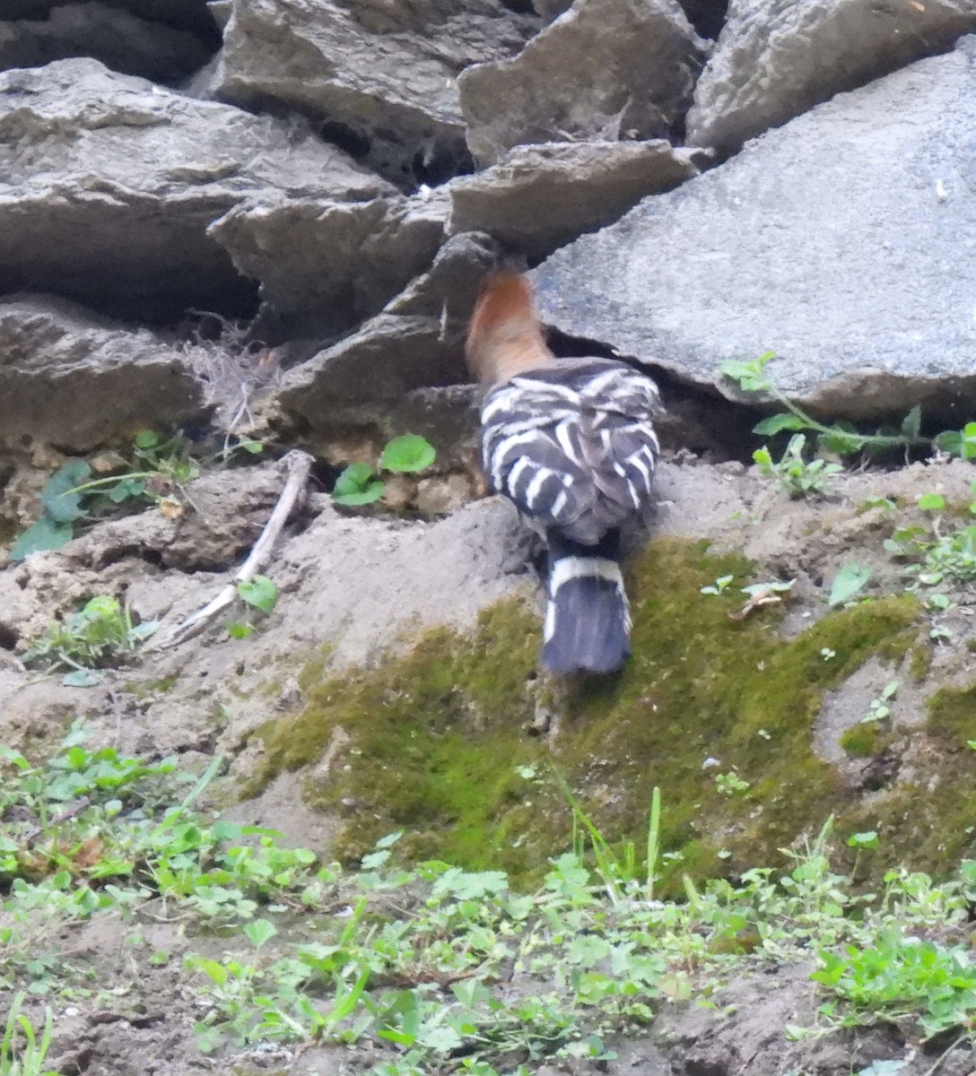 Eurasian Hoopoe - ML620486034