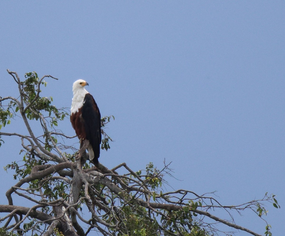 African Fish-Eagle - ML620486047