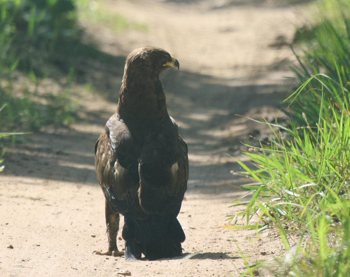 Lesser Spotted Eagle - ML620486049