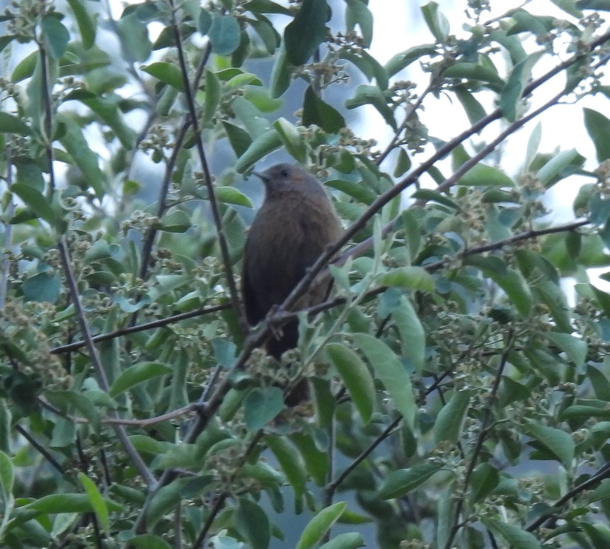 Streaked Laughingthrush - Rama M V