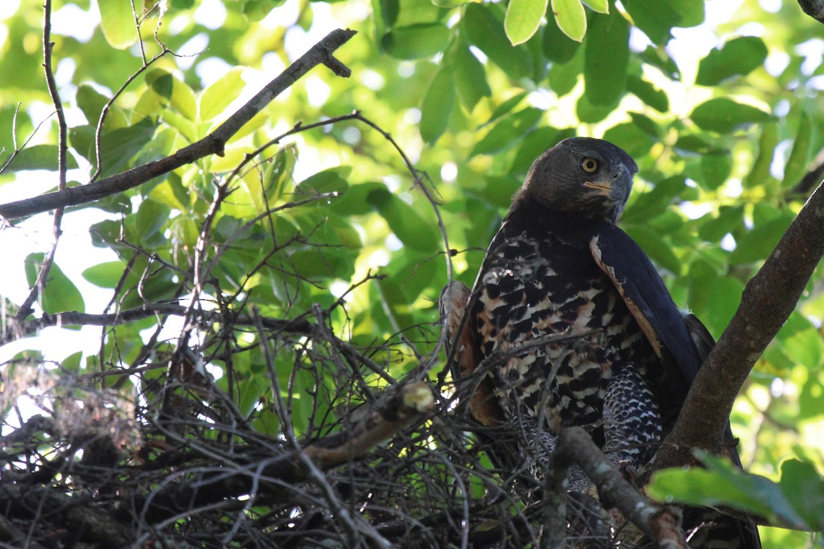 Crowned Eagle - ML620486056