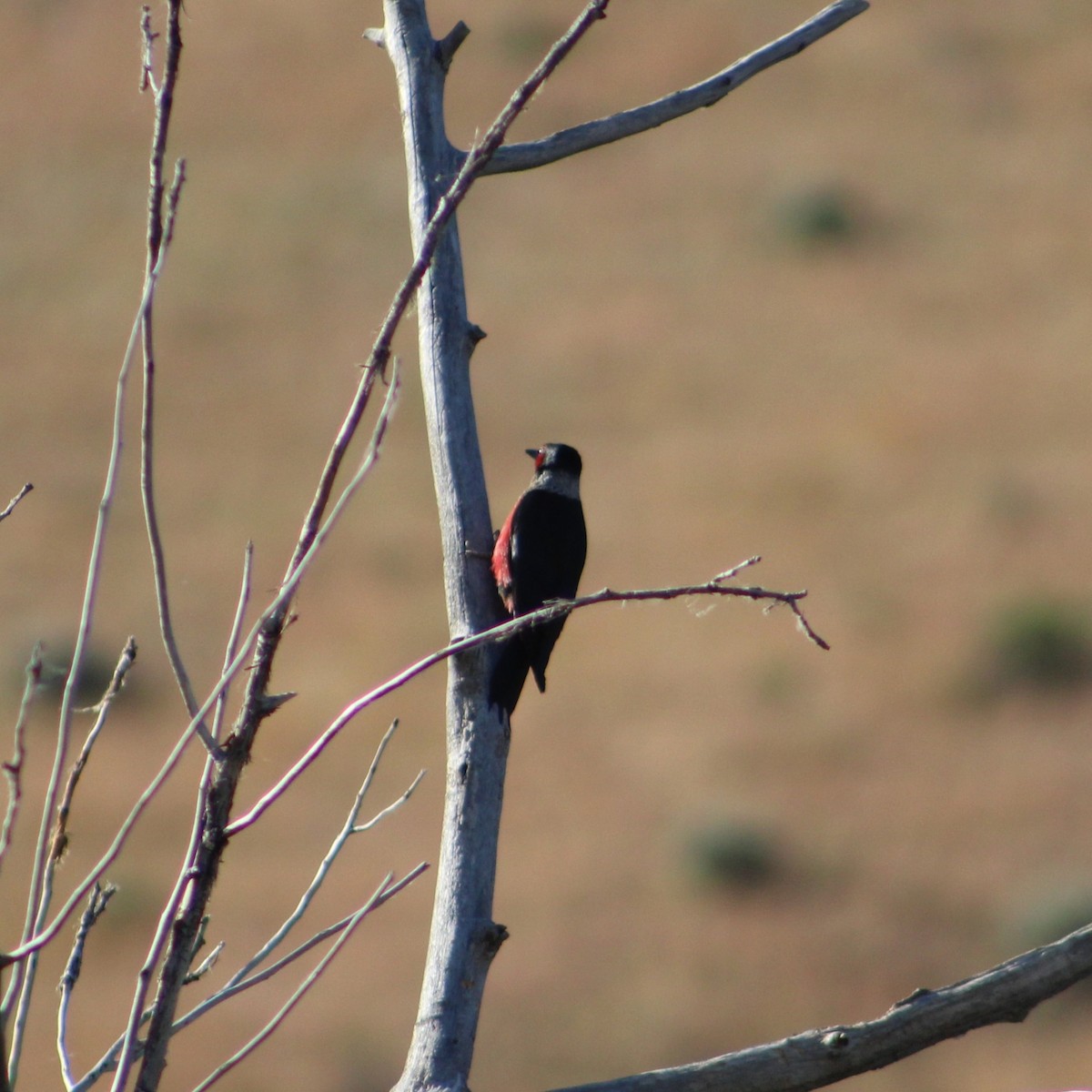 Lewis's Woodpecker - ML620486061