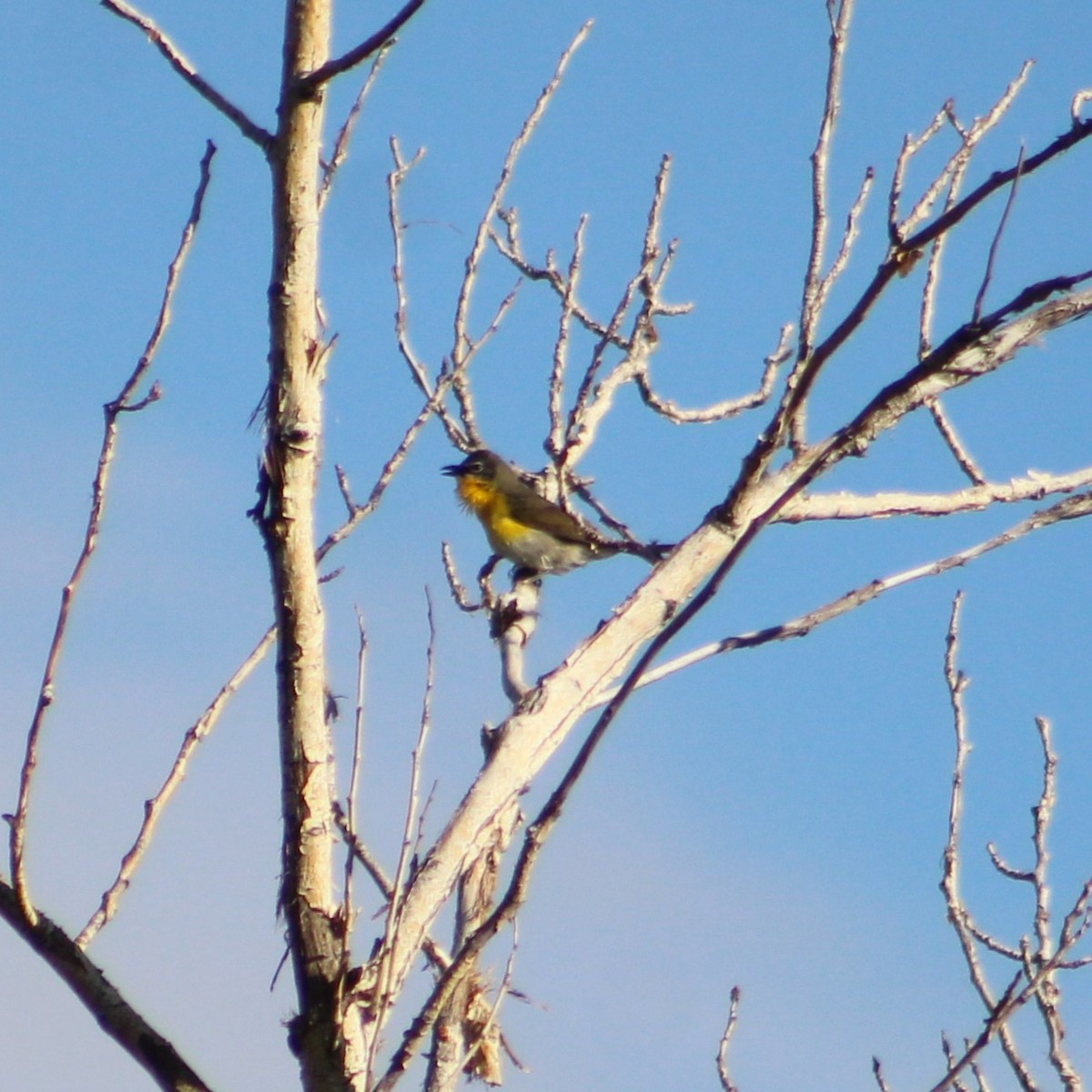 Yellow-breasted Chat - ML620486064