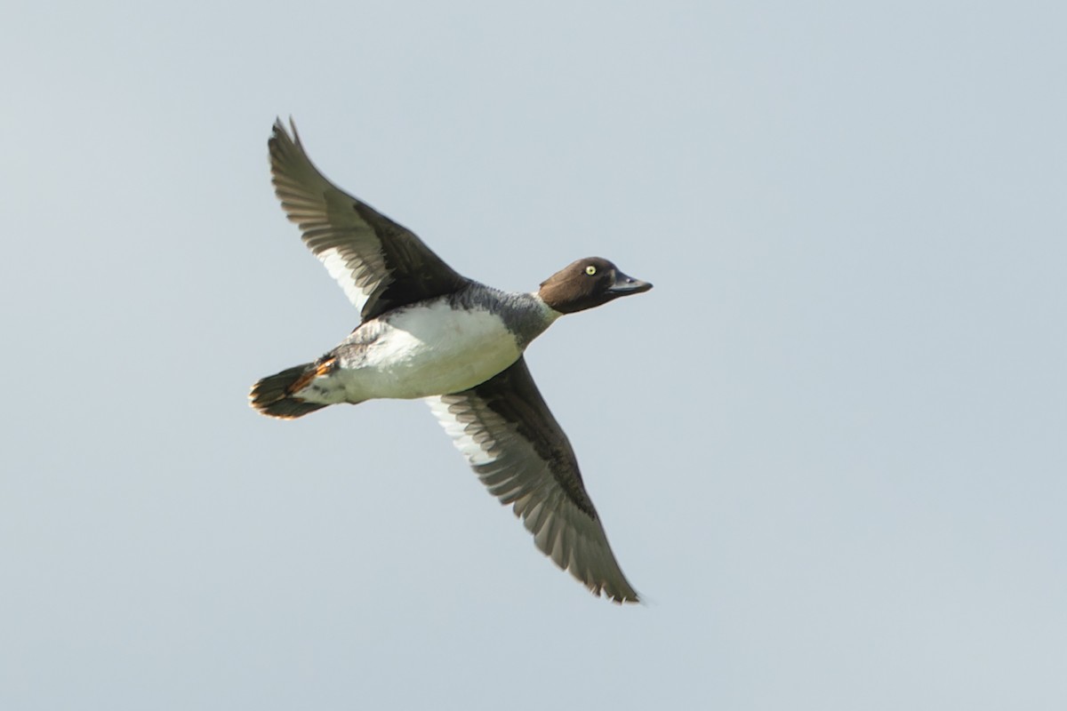 Common Goldeneye - ML620486067