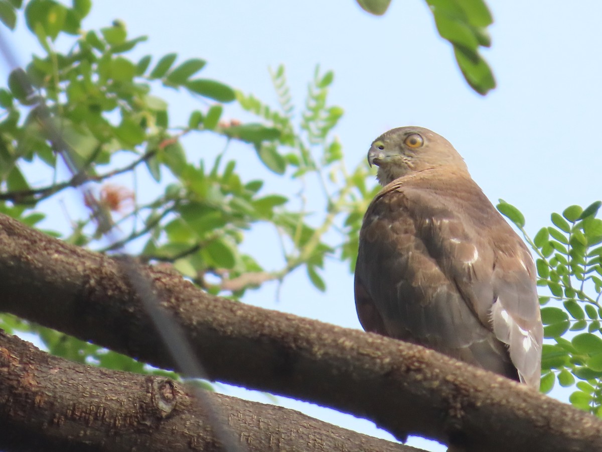 Shikra - Shilpa Gadgil