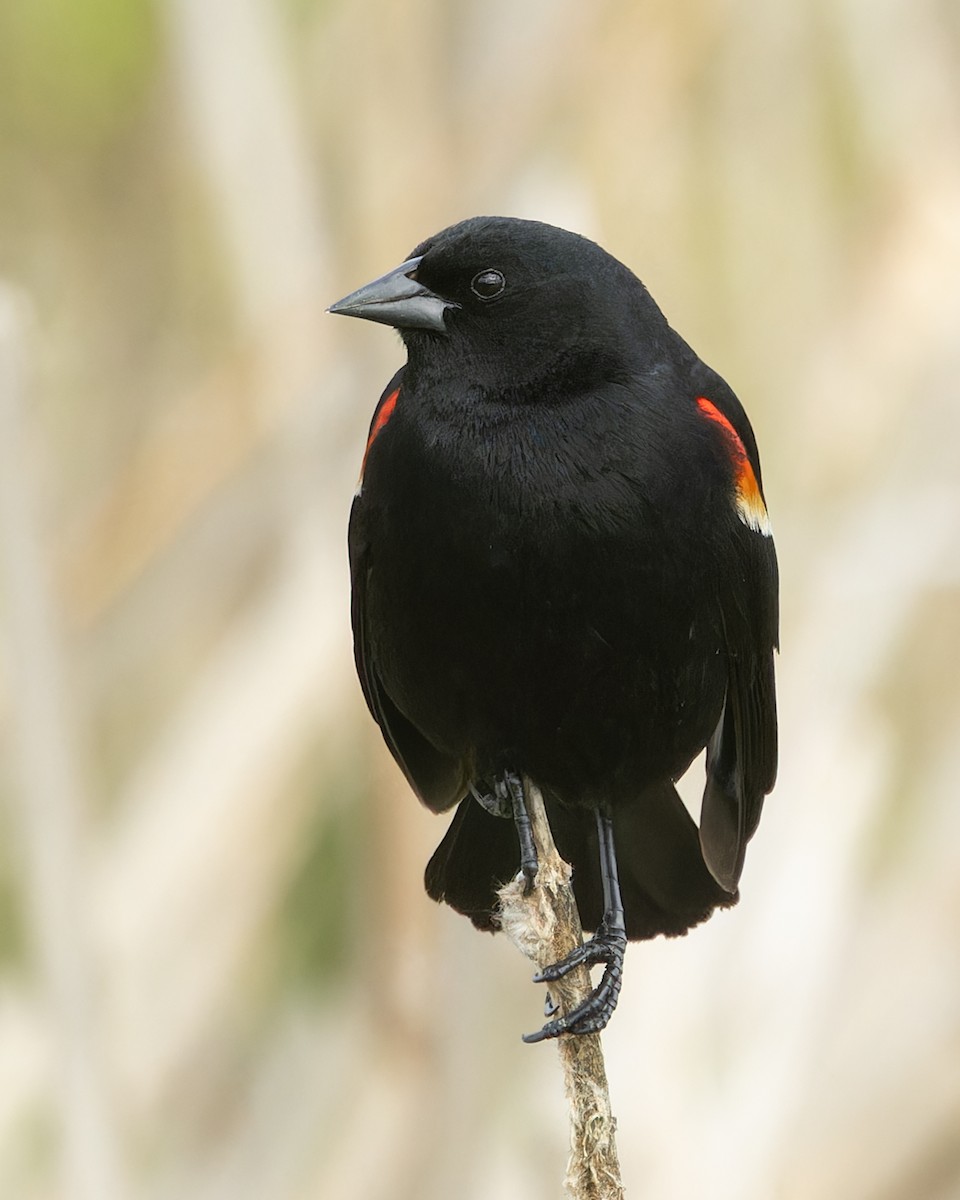 Red-winged Blackbird - ML620486071