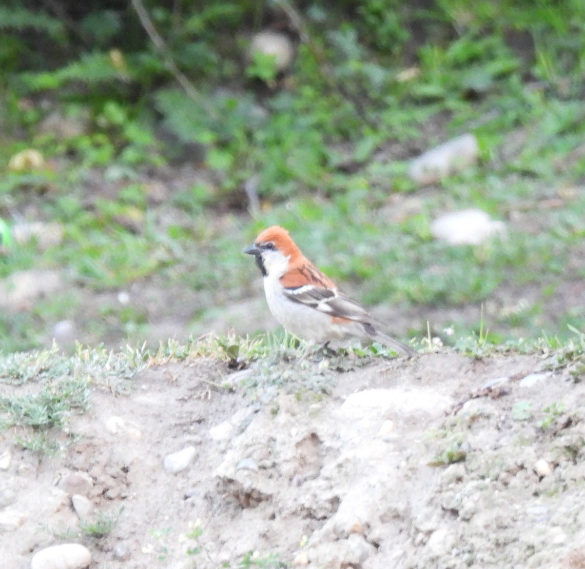 Russet Sparrow - ML620486072