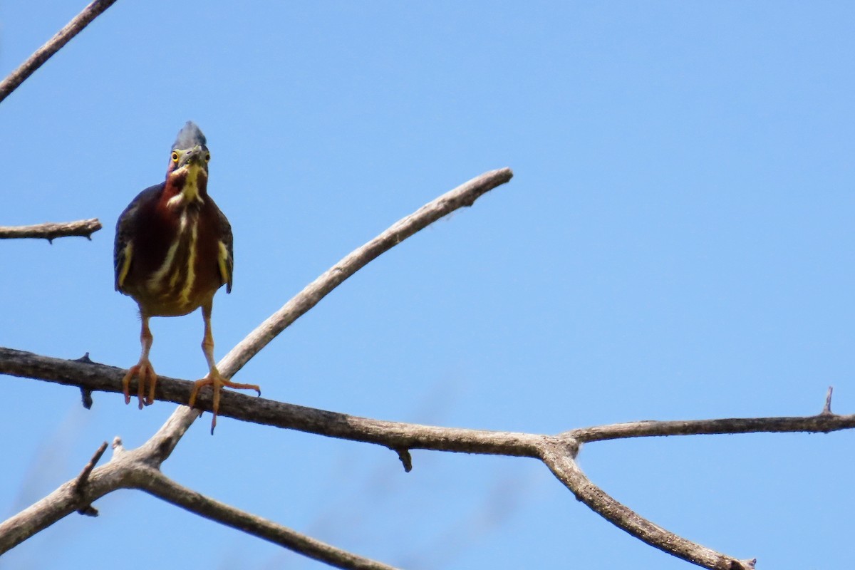 Green Heron - ML620486081