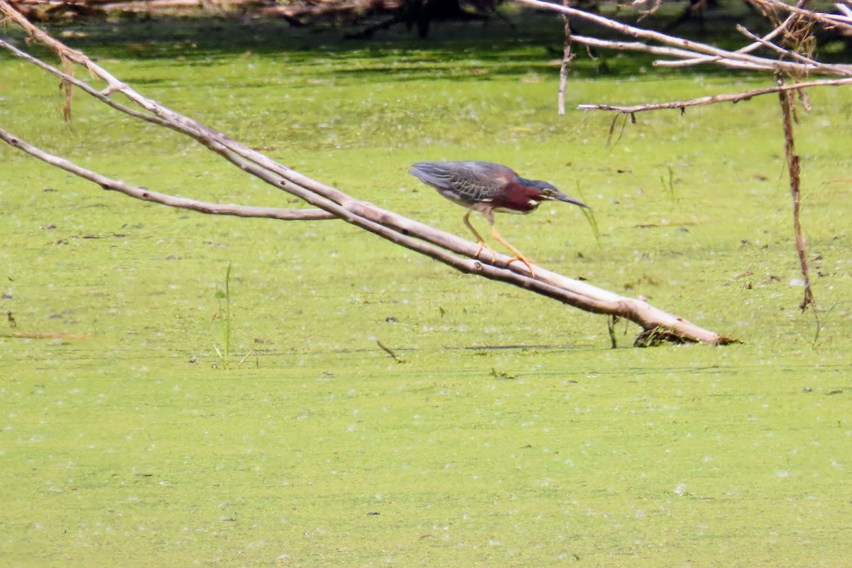 Green Heron - ML620486082