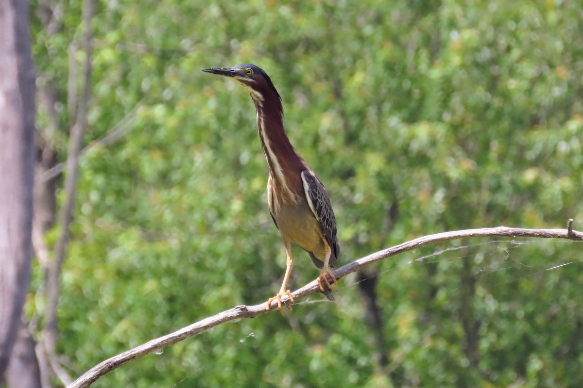 Green Heron - ML620486083