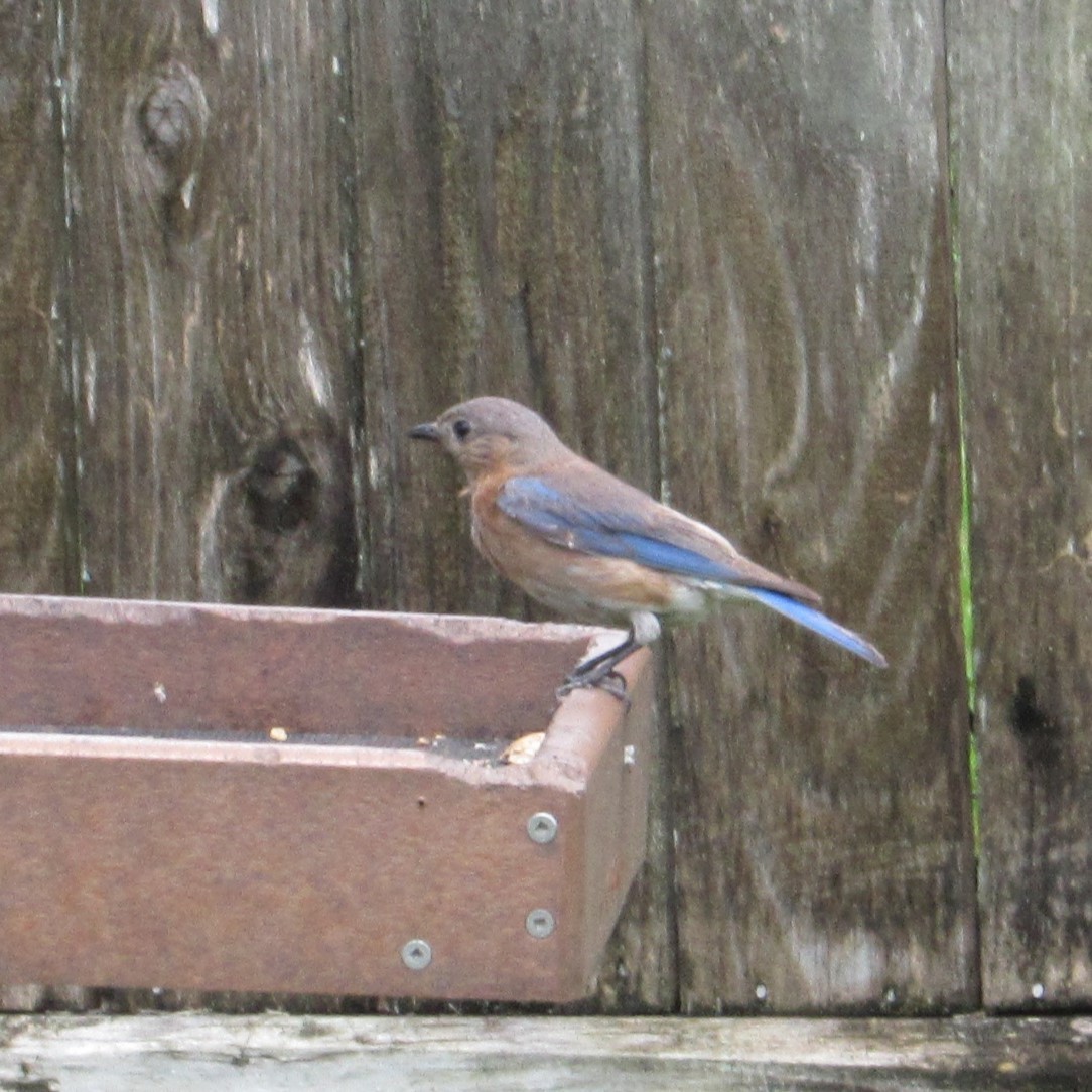 Eastern Bluebird - ML620486085