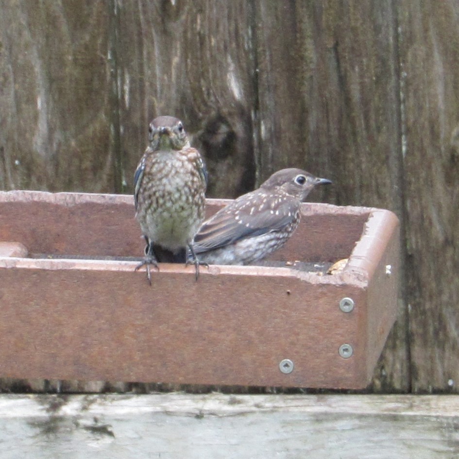 Eastern Bluebird - ML620486086