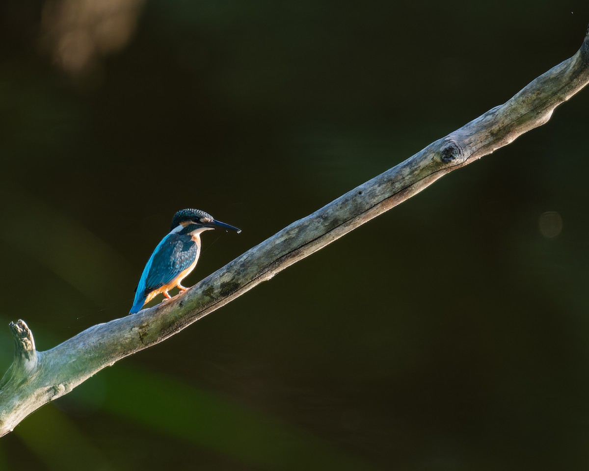 Common Kingfisher - ML620486087