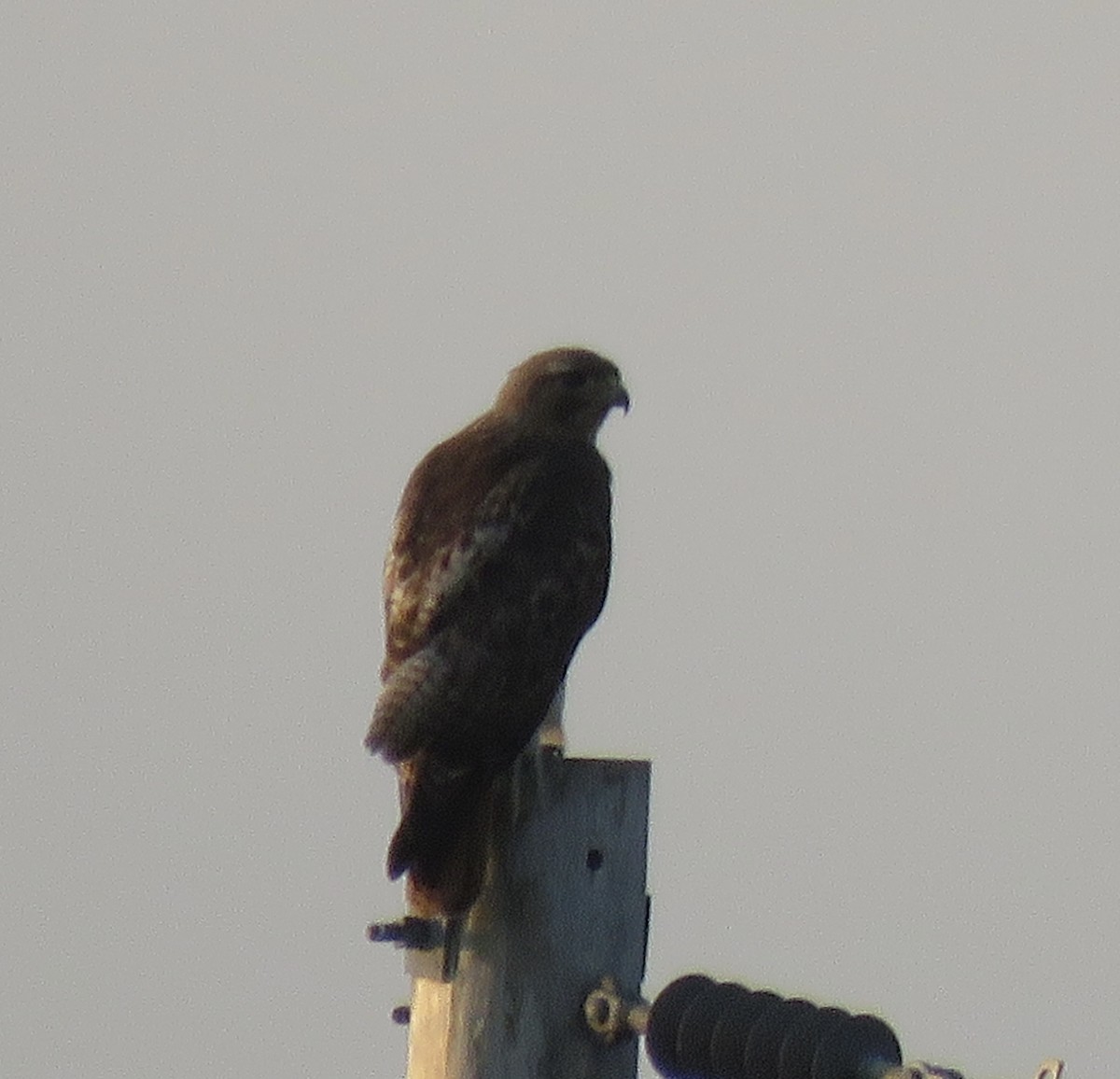 Red-tailed Hawk - Gregg Flokstra