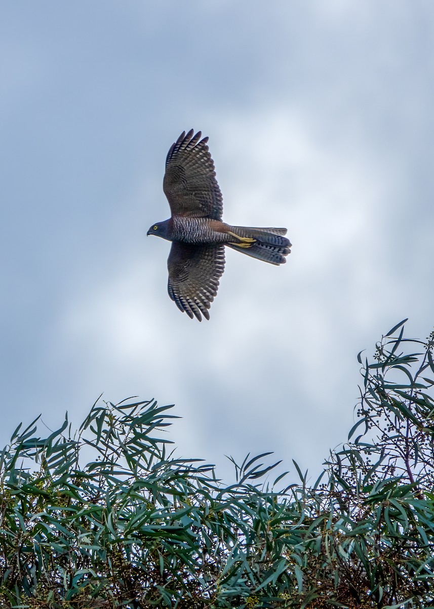 Brown Goshawk - ML620486105