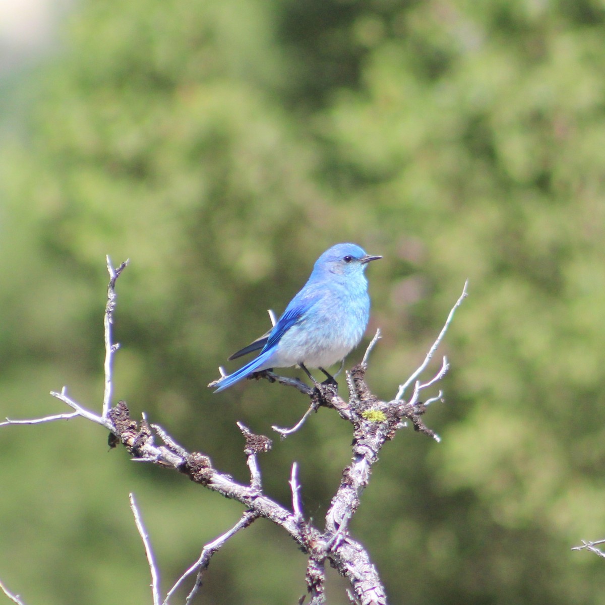 Mountain Bluebird - ML620486106