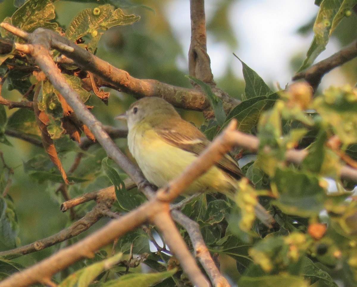 Braunaugenvireo - ML620486108