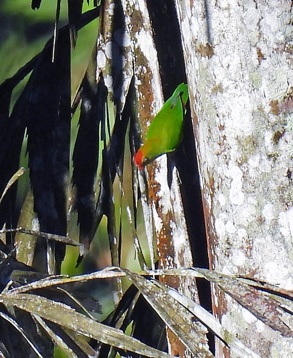 Sri Lanka Hanging-Parrot - ML620486111