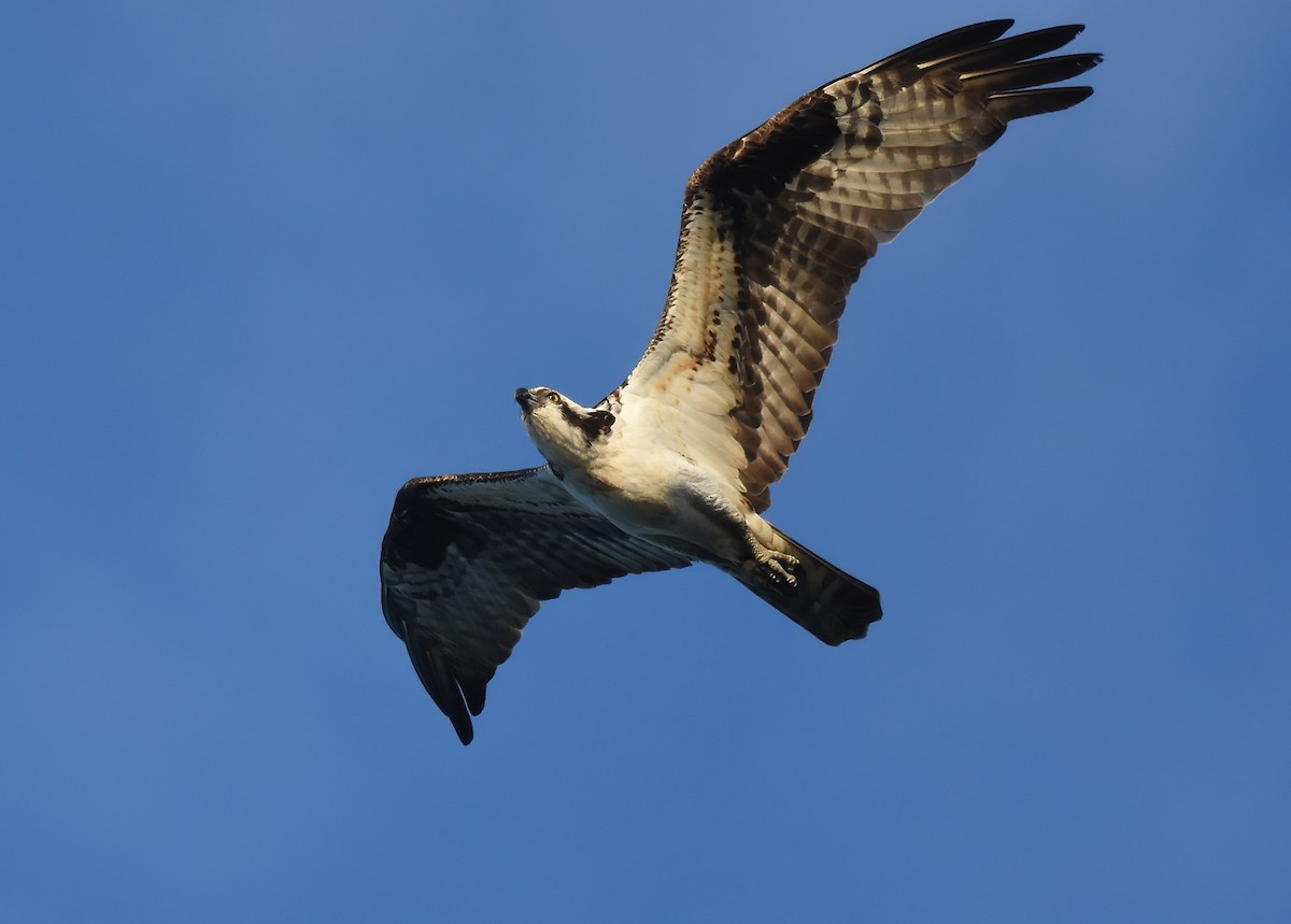 Balbuzard pêcheur - ML620486112