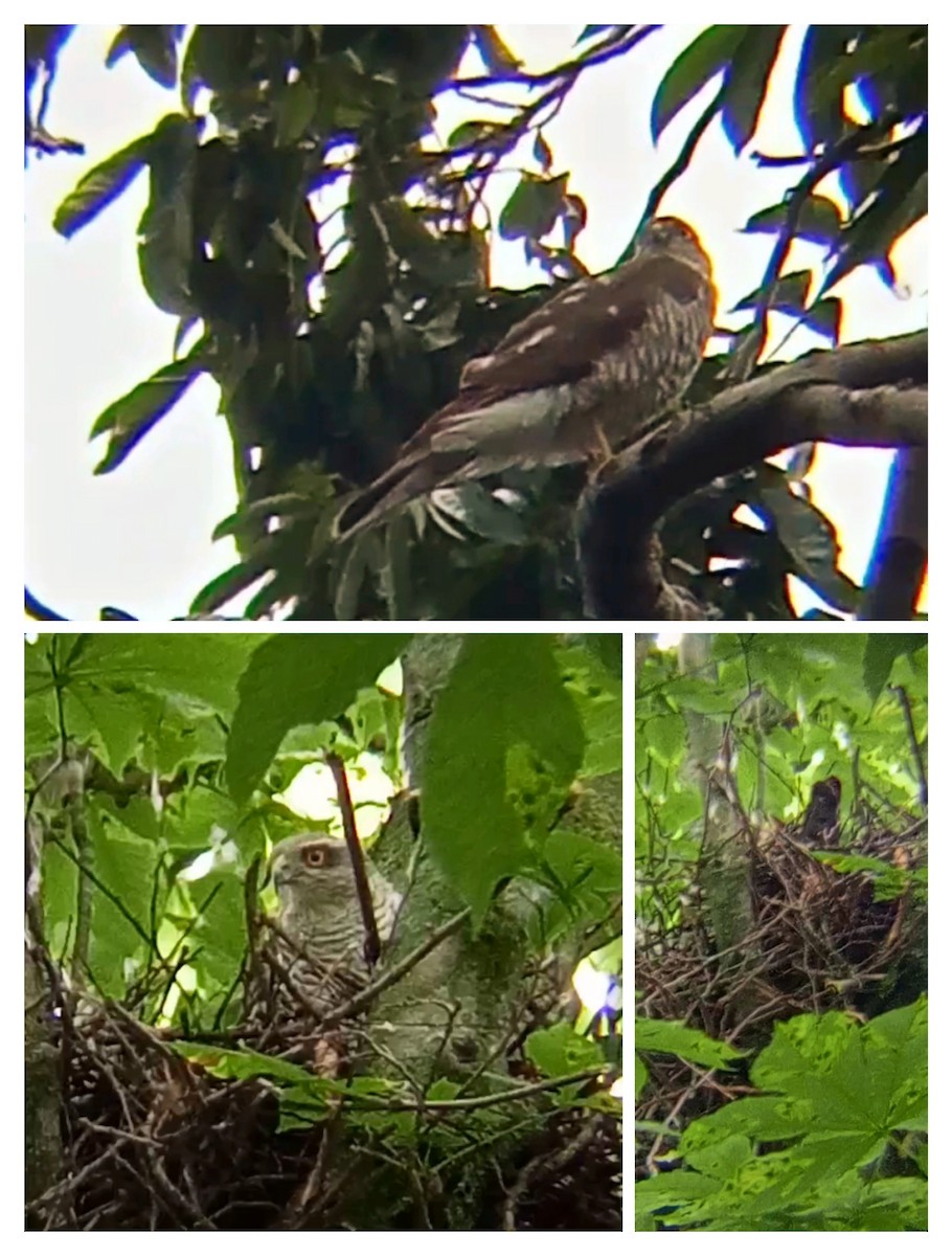 Eurasian Sparrowhawk - ML620486129