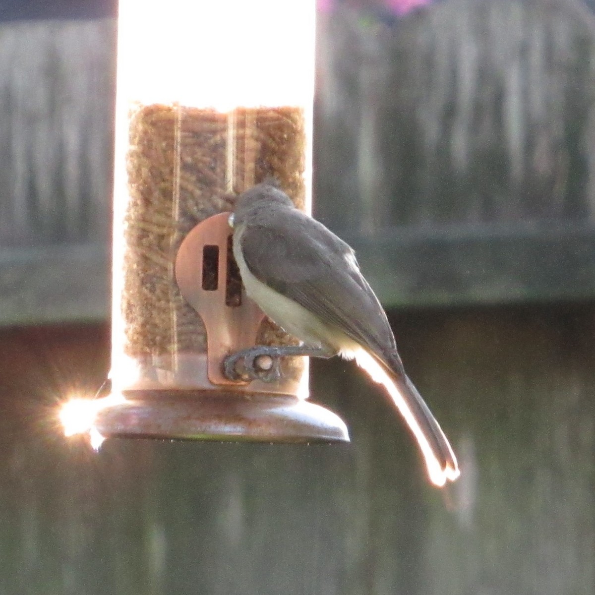 Tufted Titmouse - ML620486131