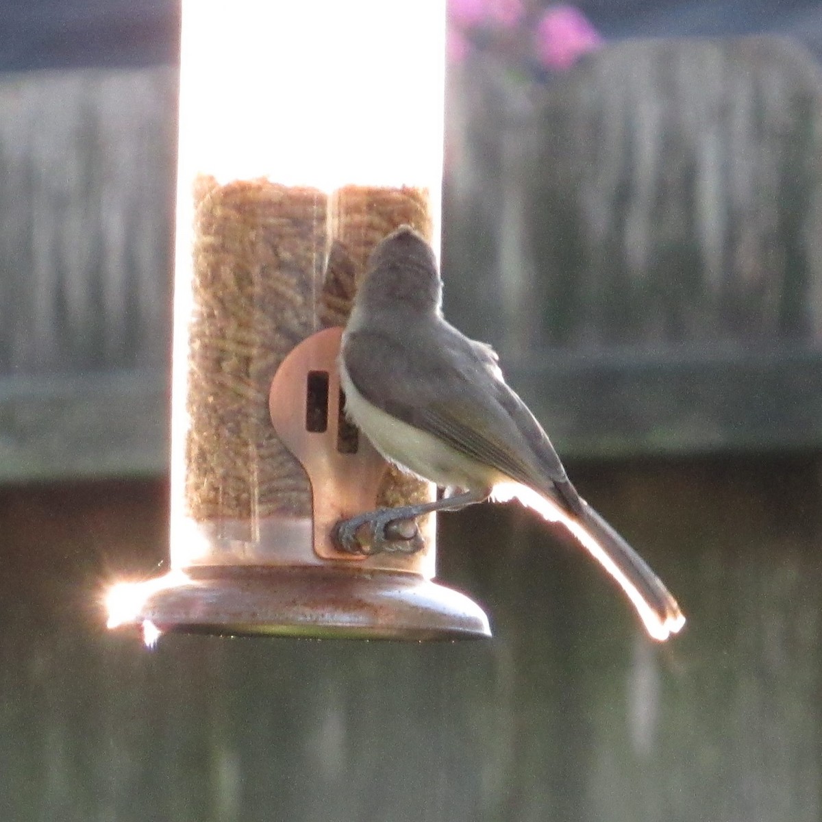 Tufted Titmouse - ML620486132