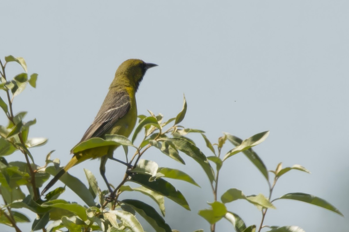 Orchard Oriole - ML620486133