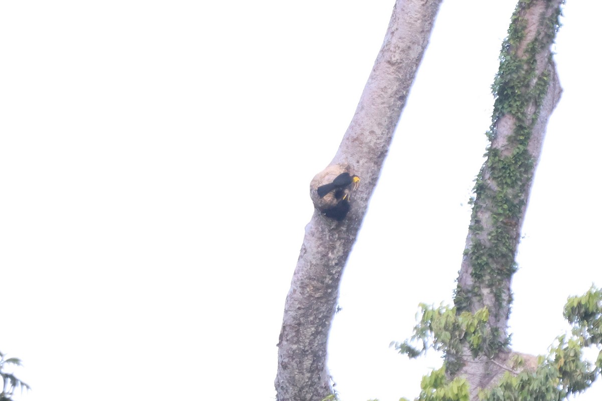 Sulawesi Hornbill - ML620486137
