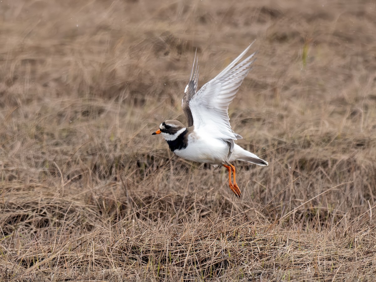 Common Ringed Plover - ML620486146