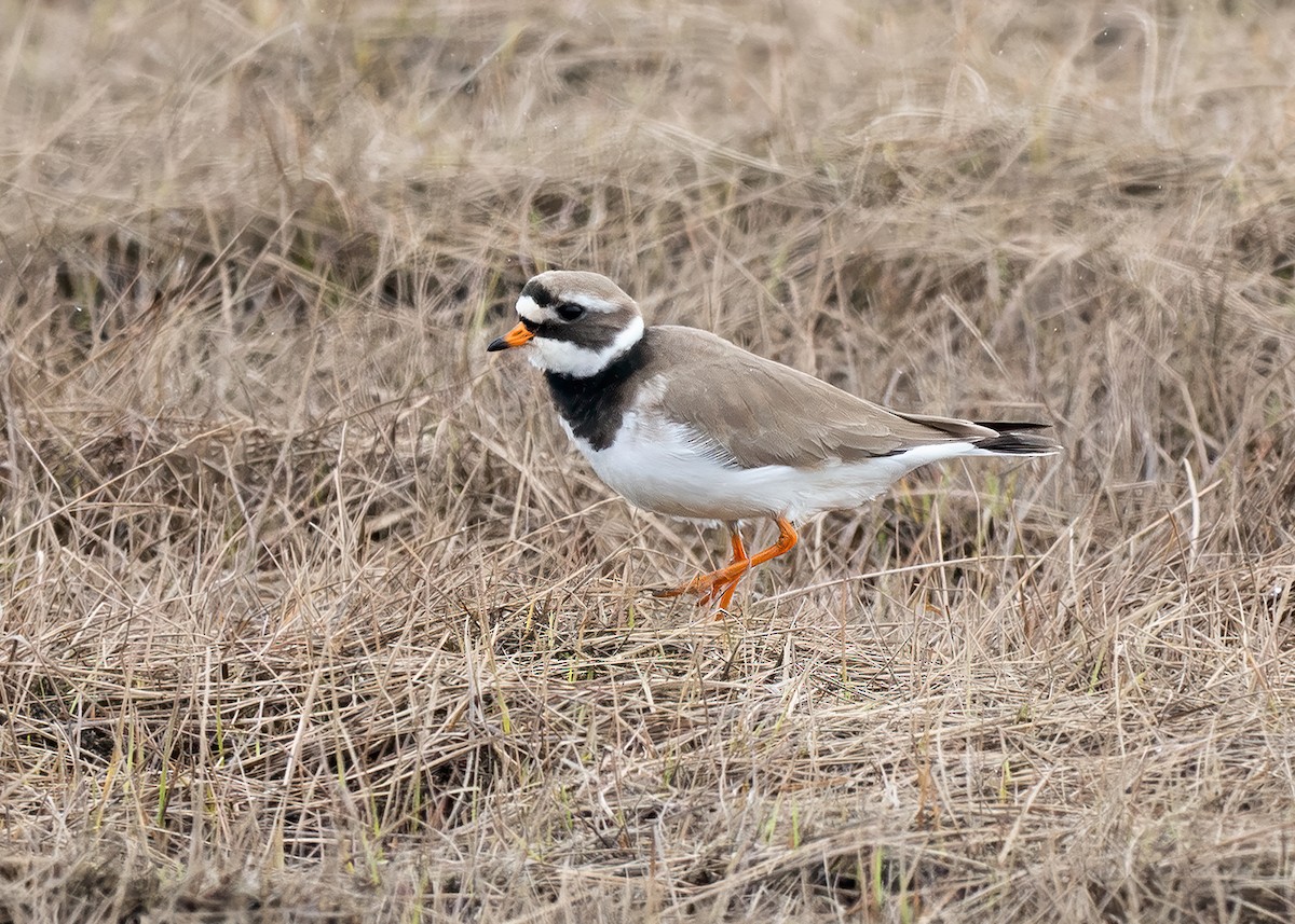 Common Ringed Plover - ML620486147
