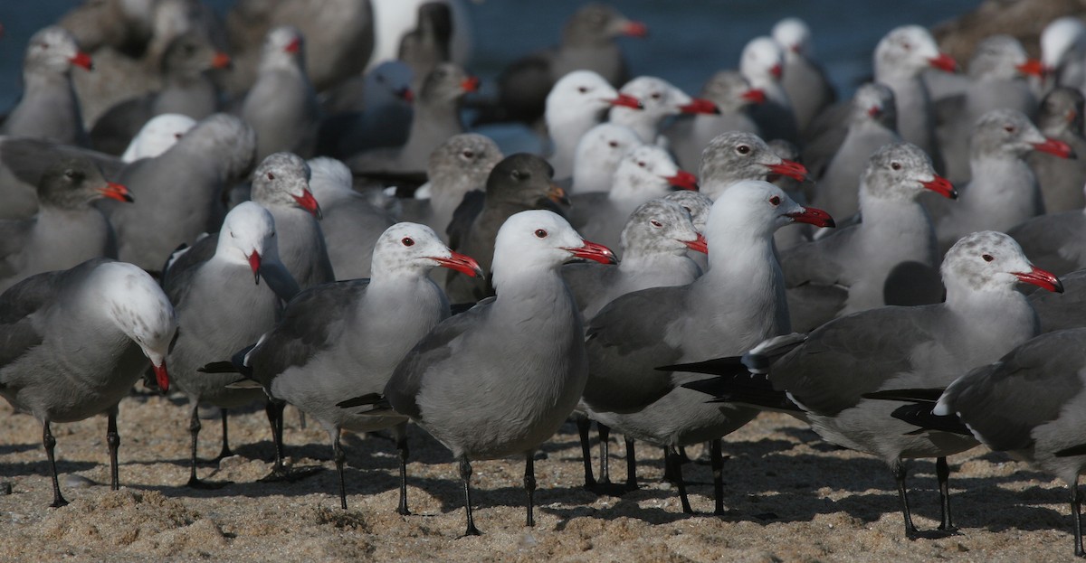 Heermann's Gull - ML620486159