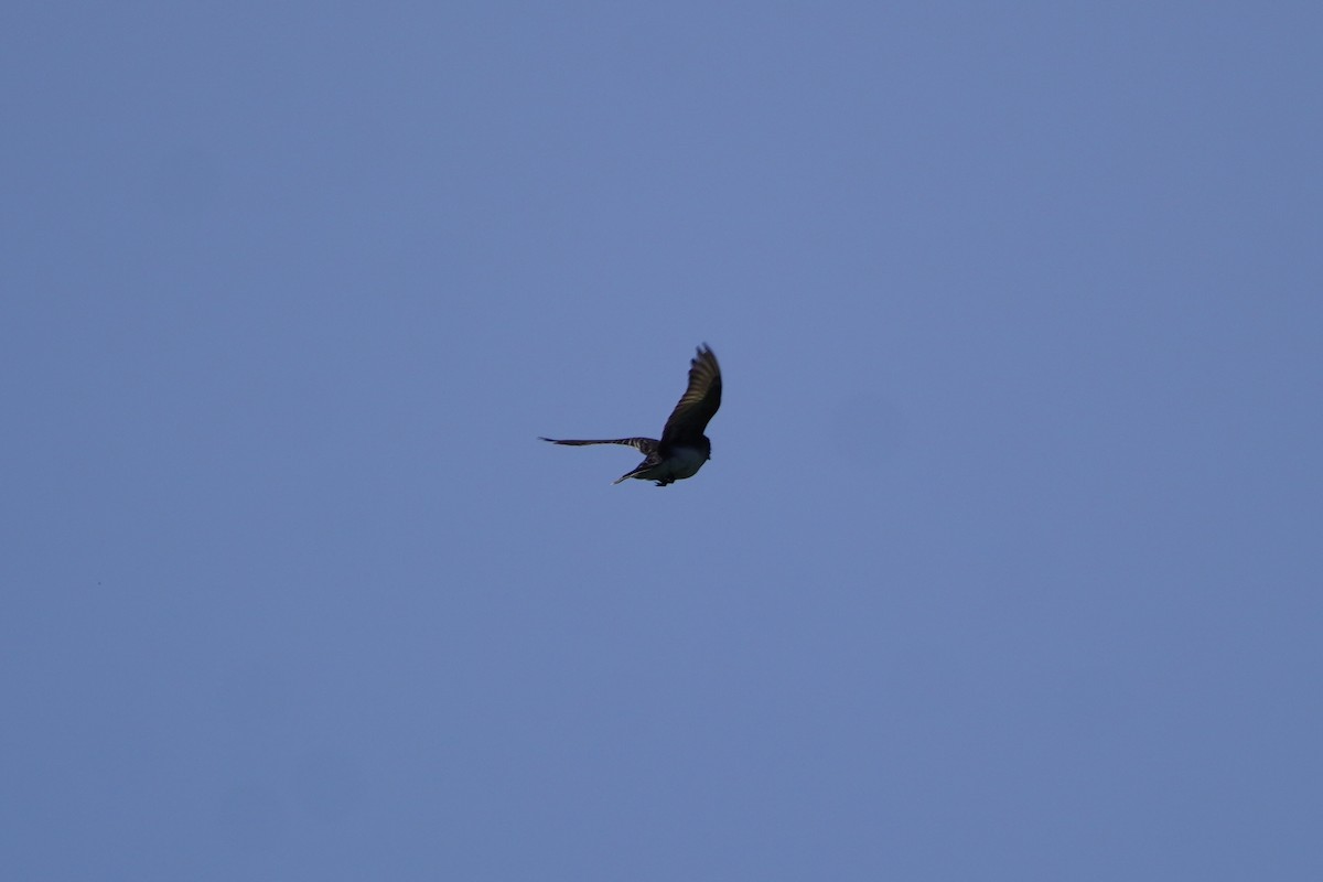 Eastern Kingbird - ML620486171