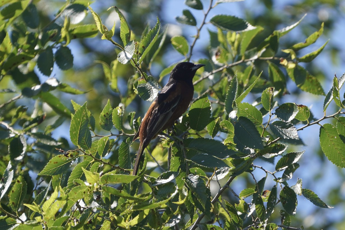 Orchard Oriole - ML620486175