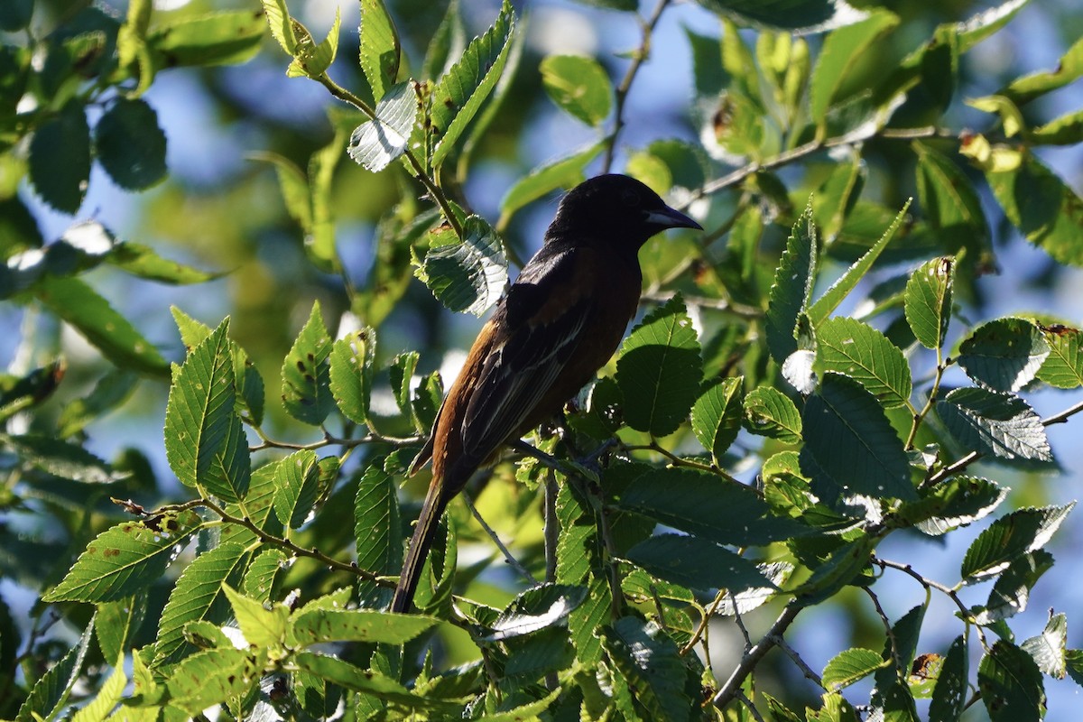 Orchard Oriole - ML620486176