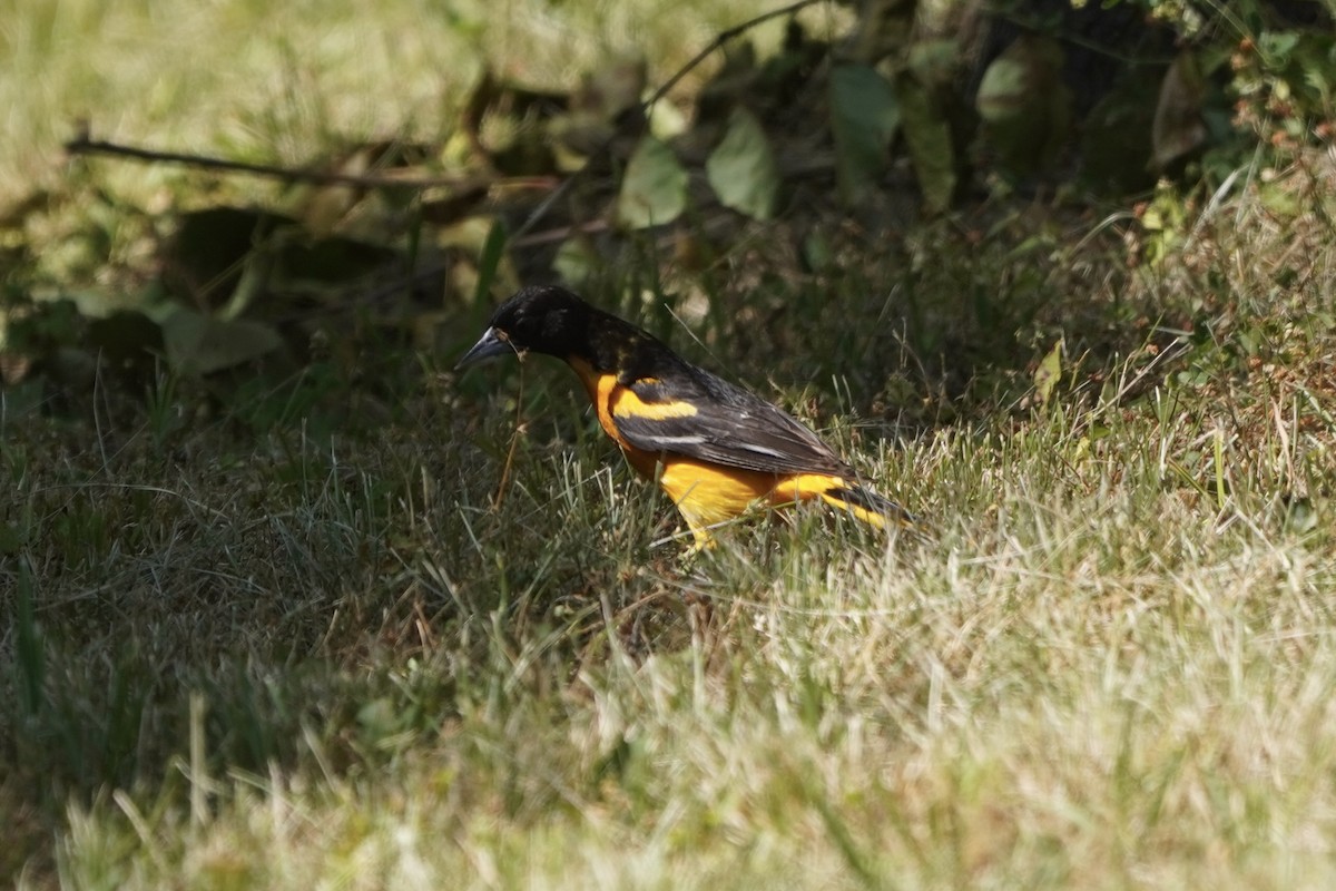 Oriole de Baltimore - ML620486182