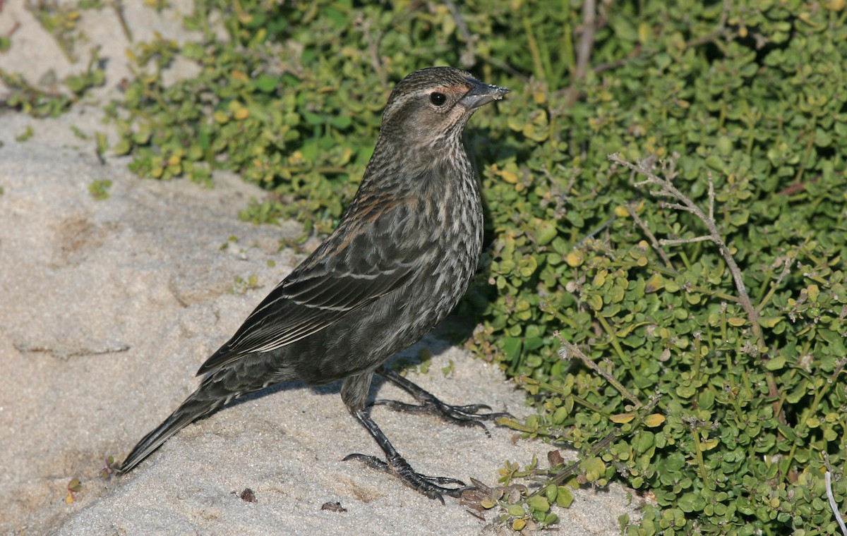 Red-winged Blackbird - ML620486184