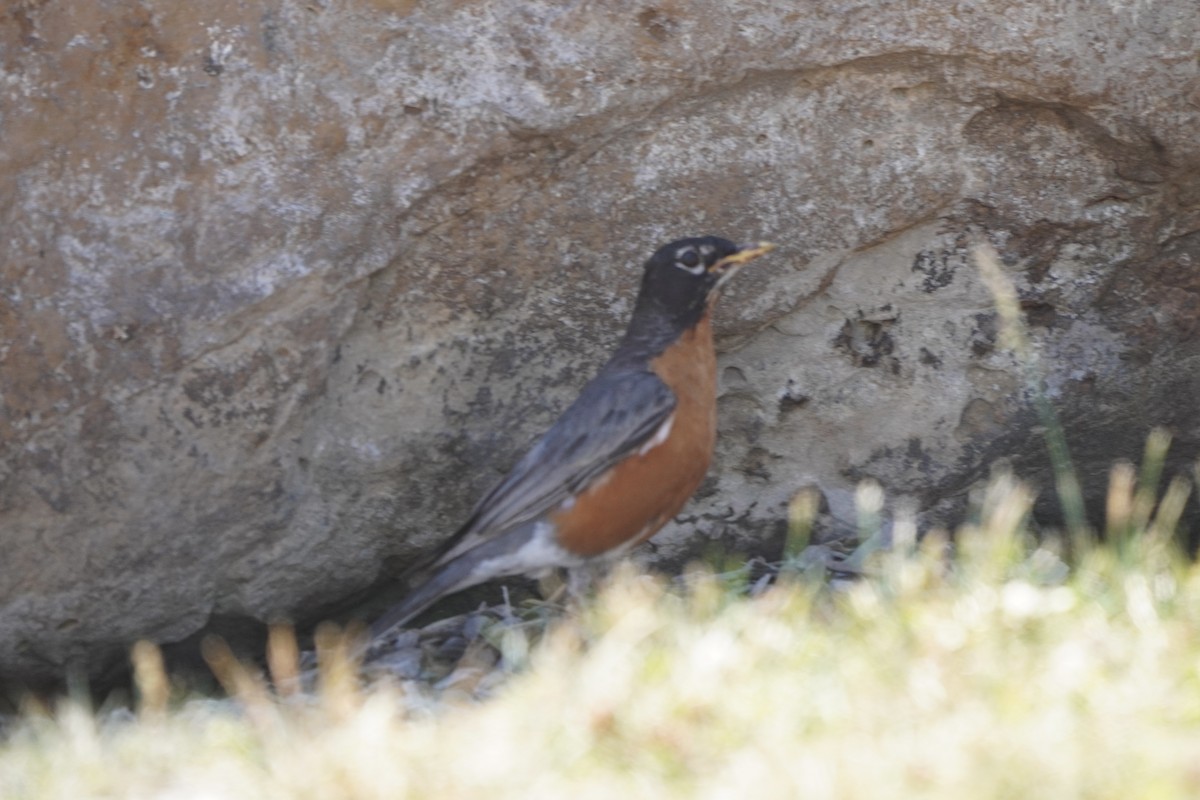 American Robin - ML620486188