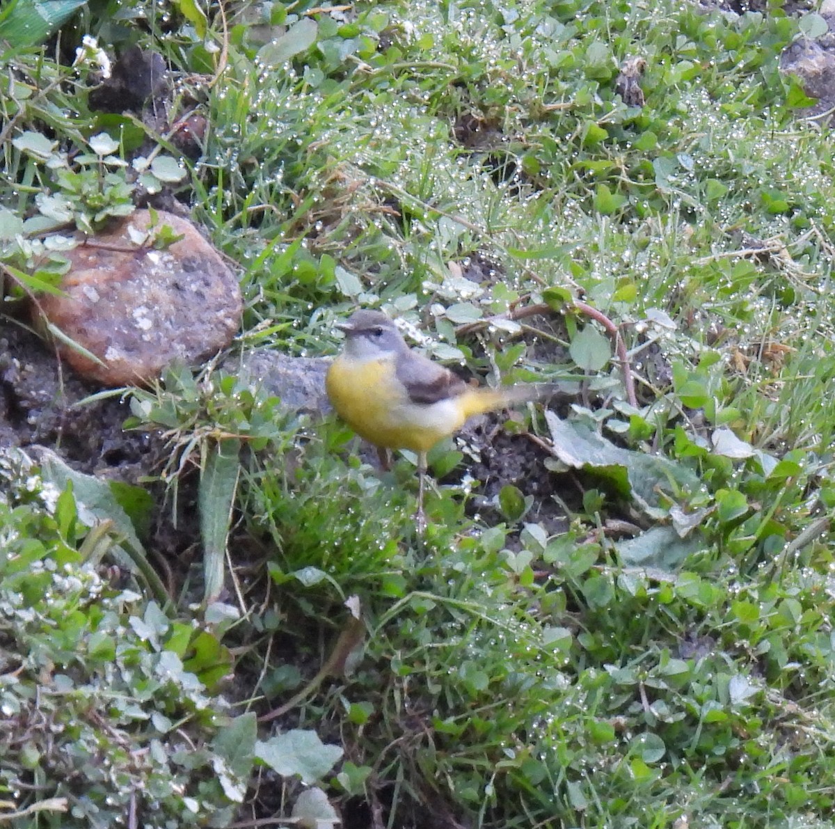 Gray Wagtail - ML620486190