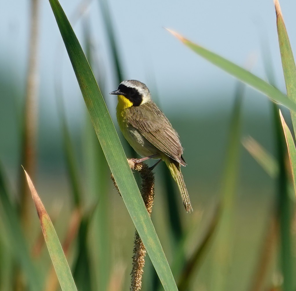 Common Yellowthroat - ML620486193