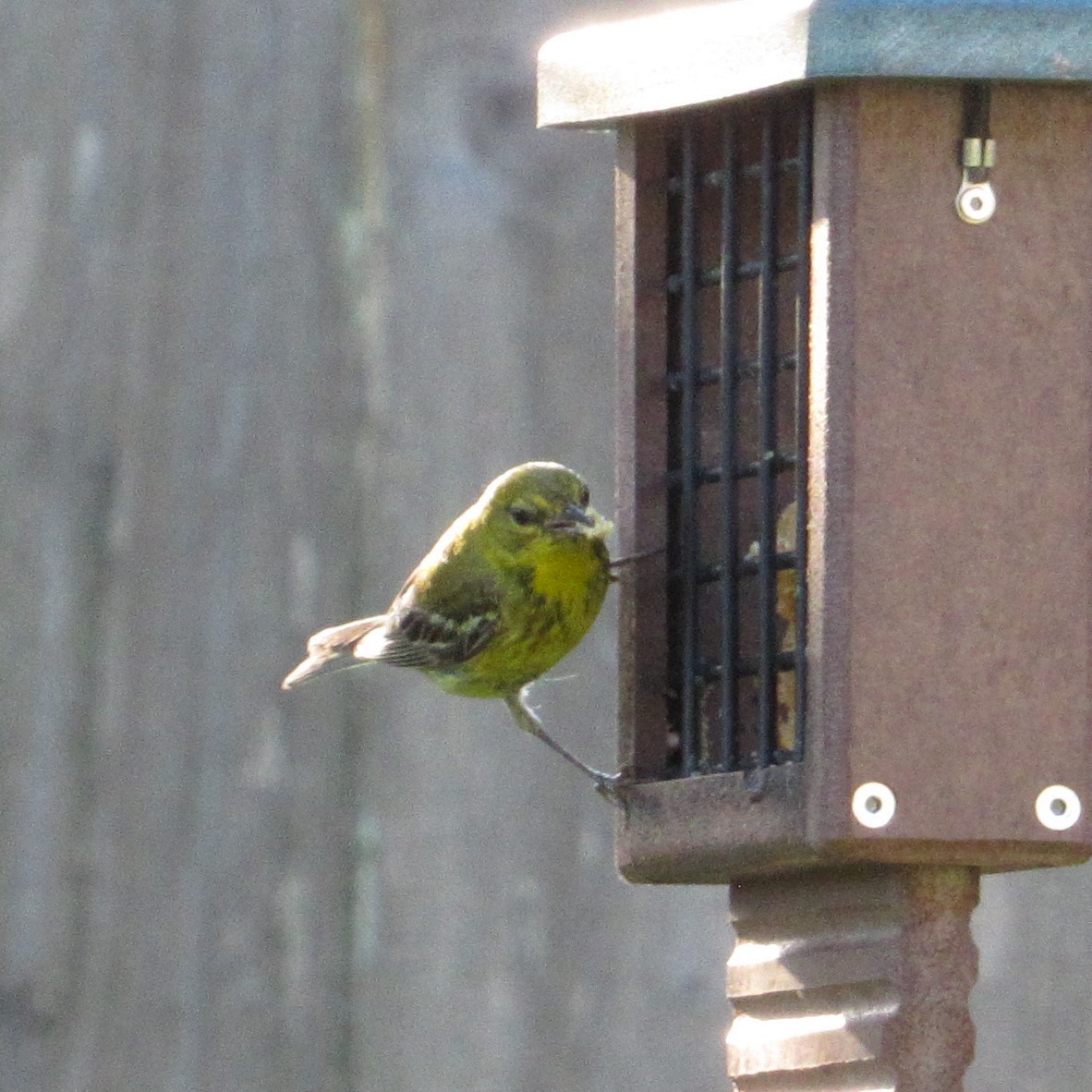 Pine Warbler - ML620486197