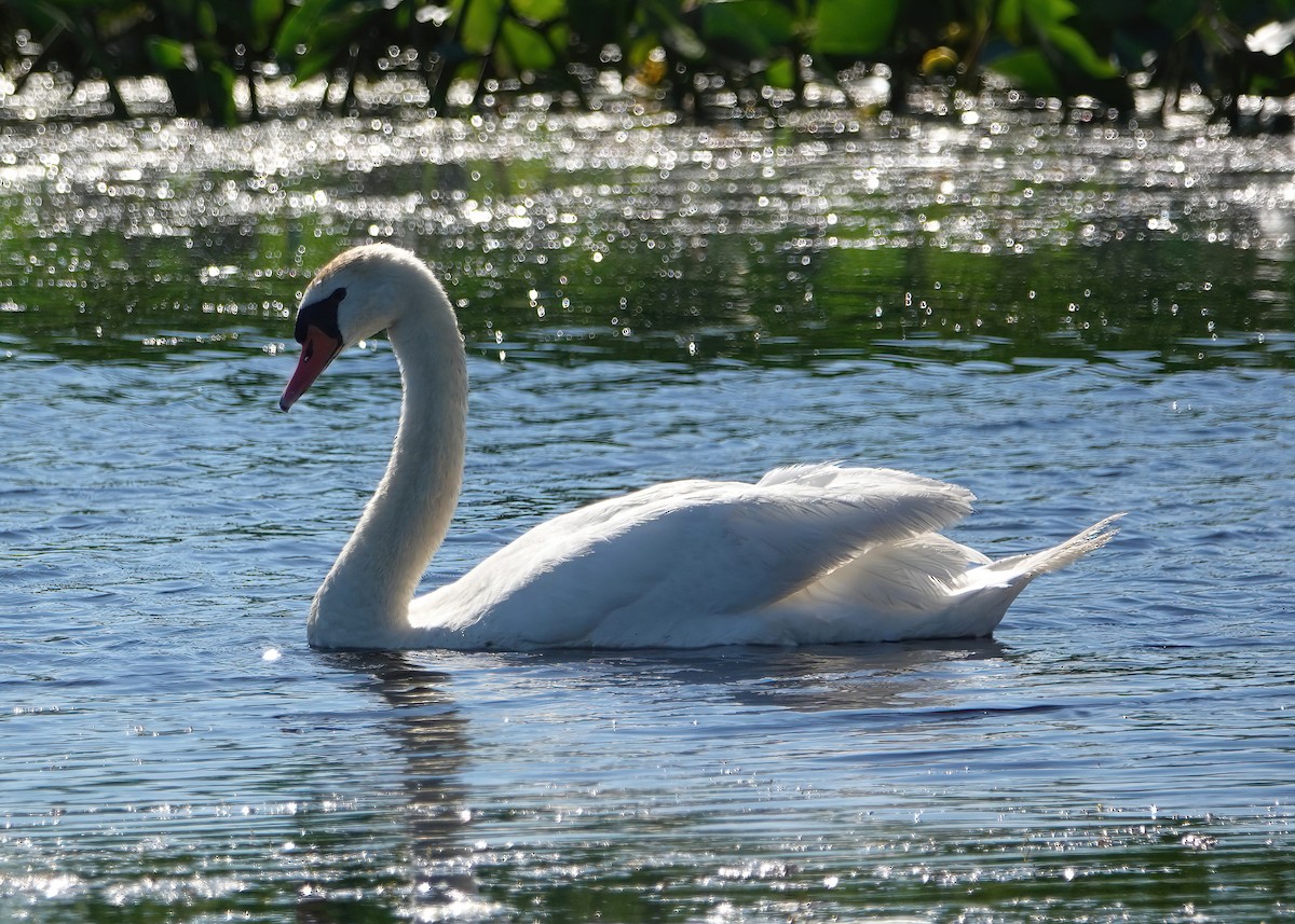 Mute Swan - ML620486198