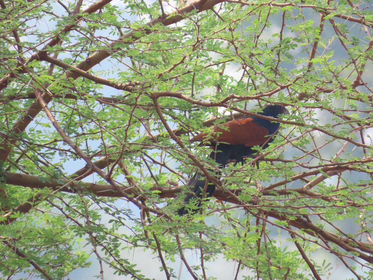 Greater Coucal - ML620486199