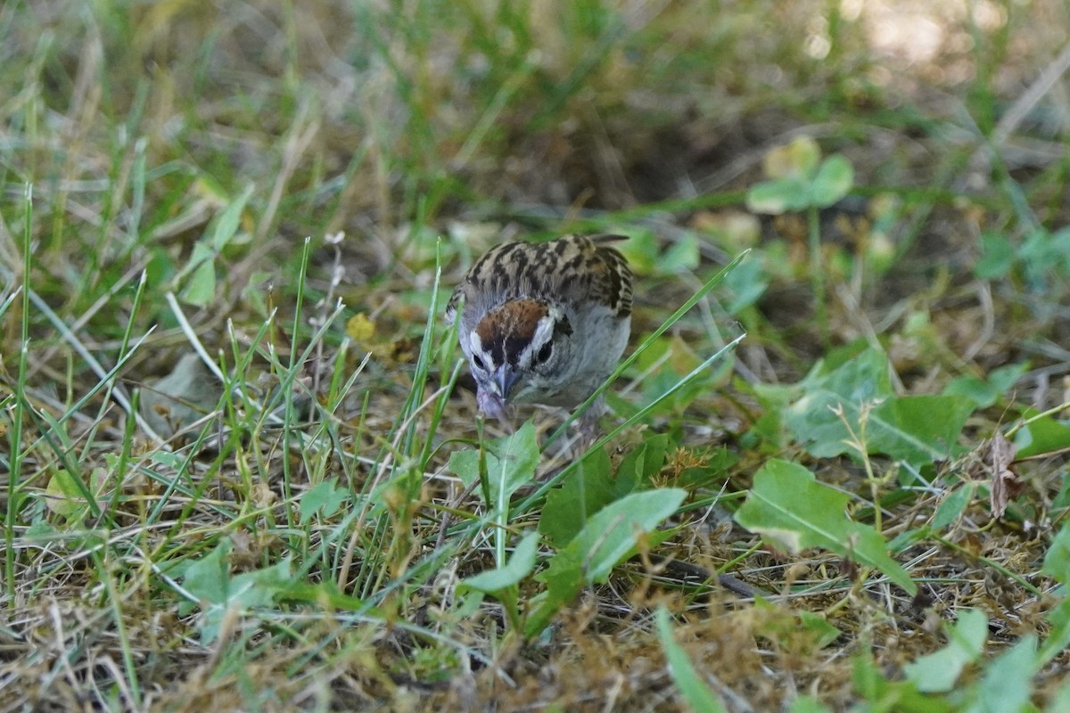 Chipping Sparrow - ML620486202