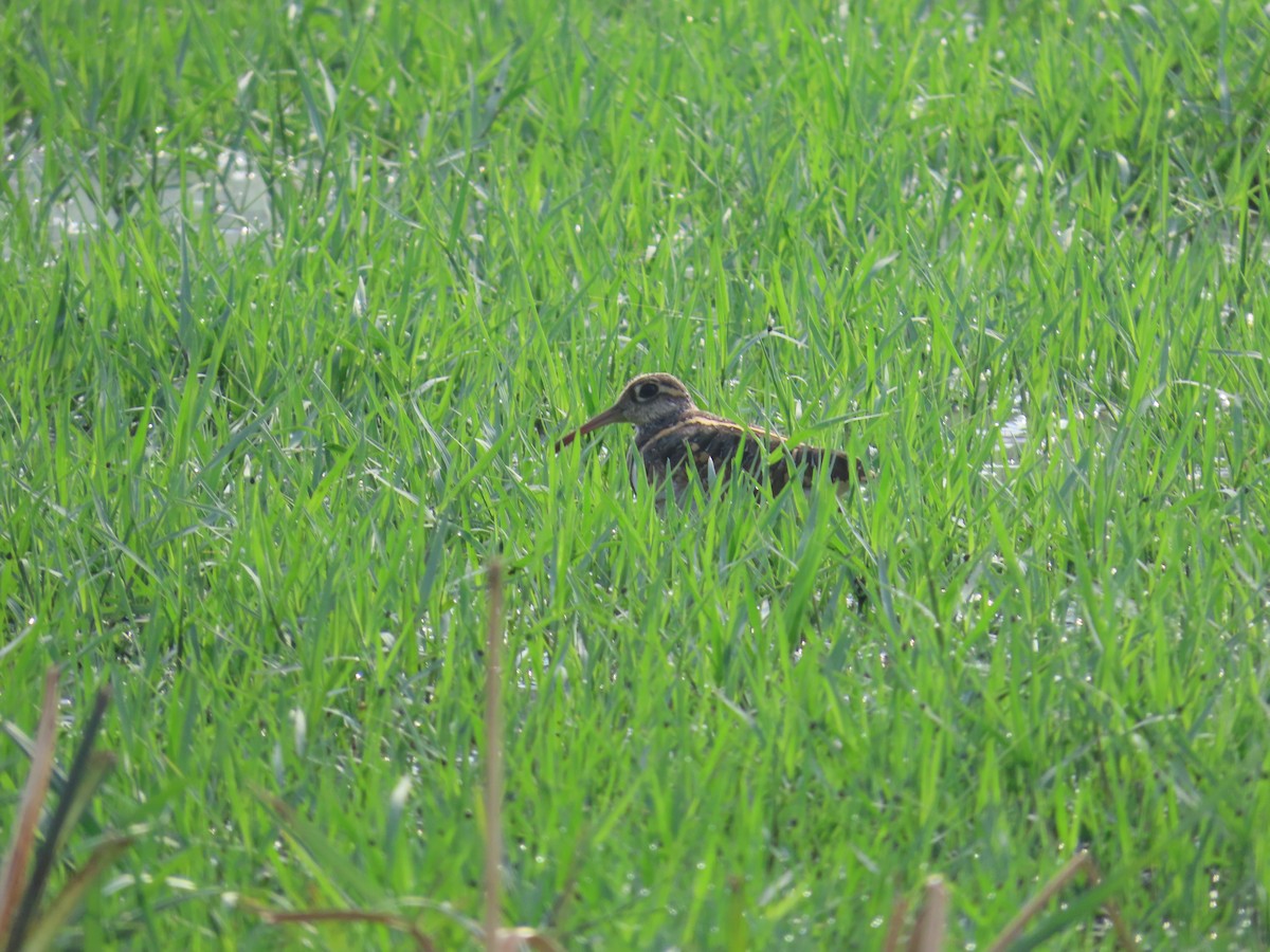 Greater Painted-Snipe - Shilpa Gadgil