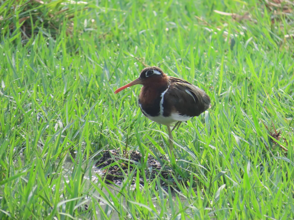 Greater Painted-Snipe - ML620486206