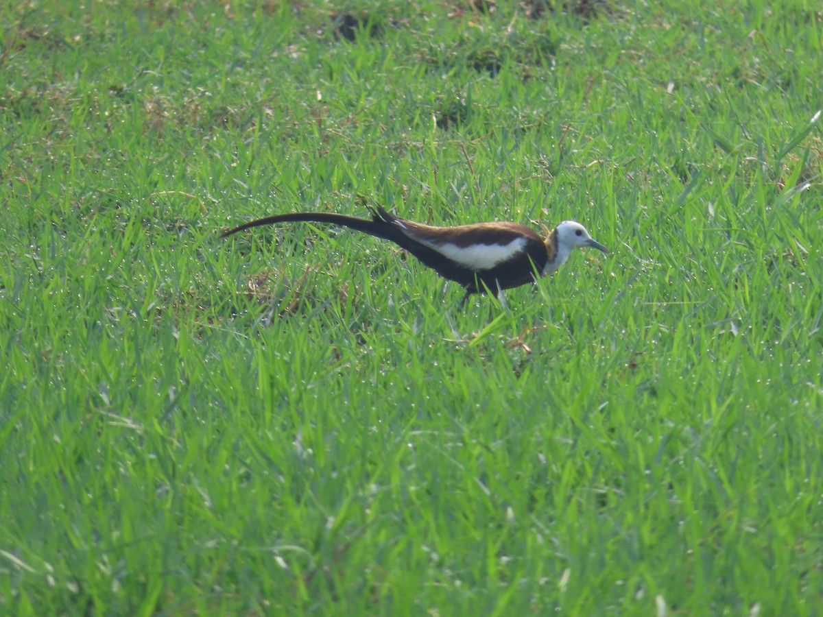 Pheasant-tailed Jacana - ML620486211